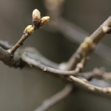 2010 Apr Velikden 052
